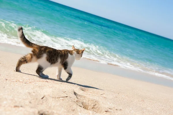 Kočka na pláži Stock Obrázky