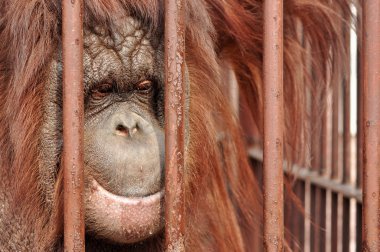 Hayvanat Bahçesi orangutan-utan