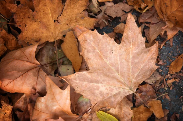 Maple leaf, autumn concept — Stock Photo, Image
