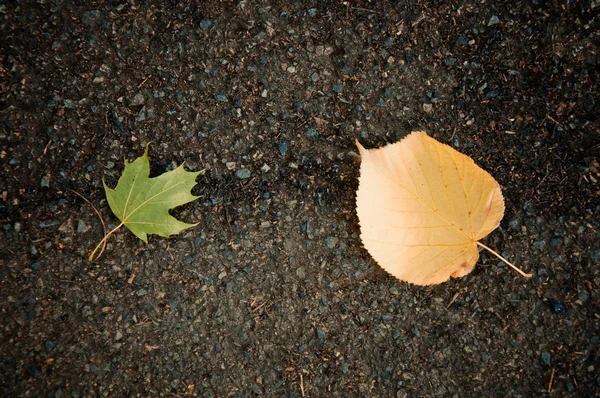 Feuille d'érable, concept d'automne — Photo