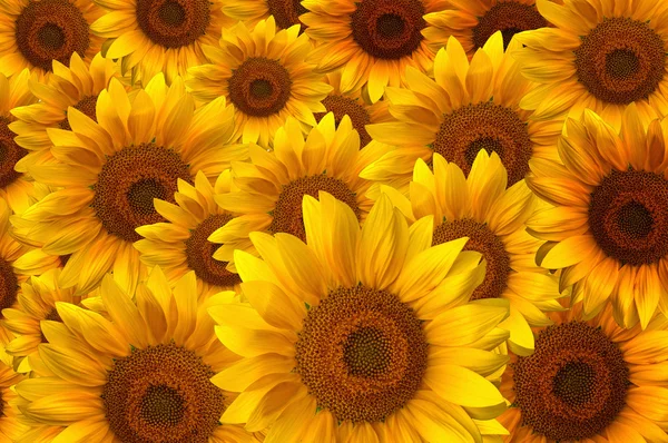 Sonnenblumen — Stockfoto