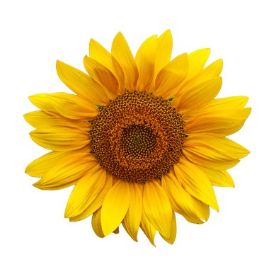 Sunflowers clipart