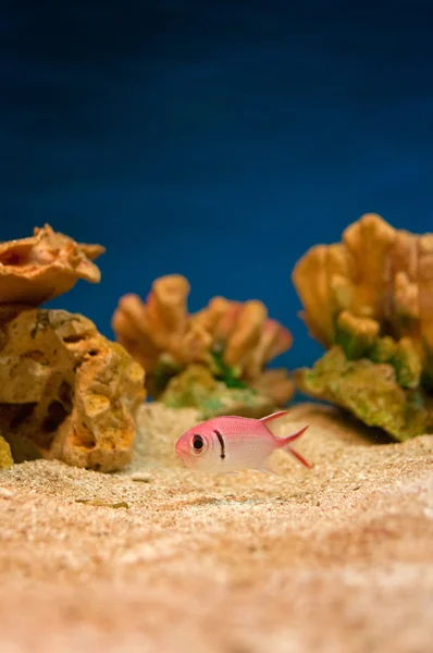 Peixes cor-de-rosa no aquário — Fotografia de Stock