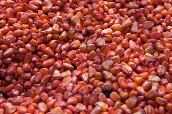 Corn kernels — Stock Photo, Image