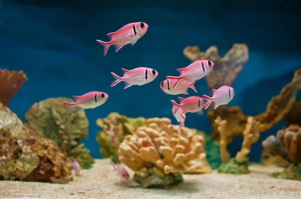 Peces rosados en el acuario — Foto de Stock