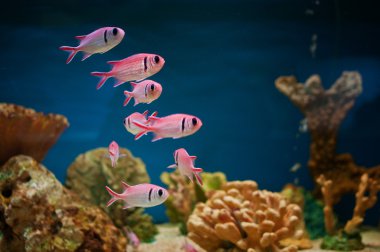 Pink fishes in aquarium clipart
