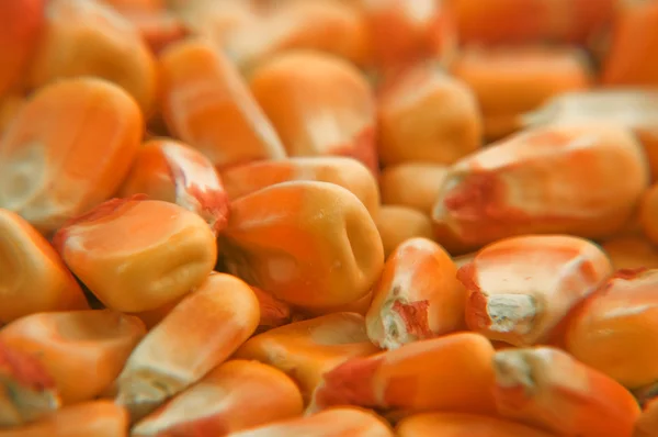 Corn seed texture — Stock Photo, Image