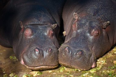 Hippopotamus couple sleeping clipart