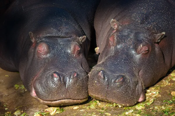 Hipopótamo casal dormindo — Fotografia de Stock
