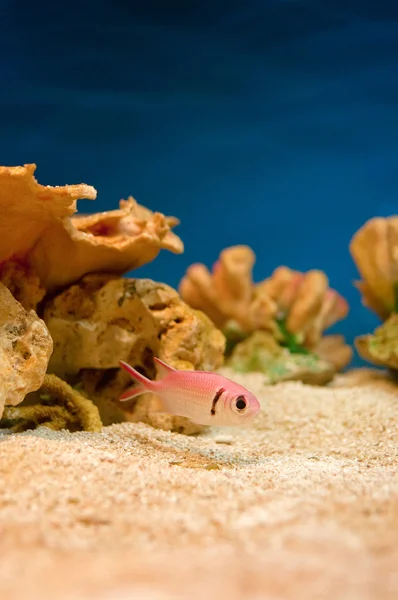 Różowy ryby w akwarium — Zdjęcie stockowe