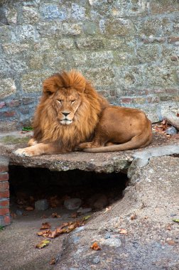 Hayvanat bahçesindeki aslan
