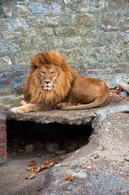 Lion in the zoo clipart