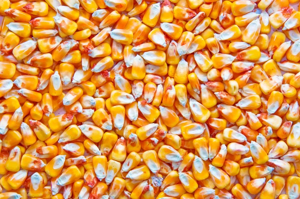 Corn kernels — Stock Photo, Image