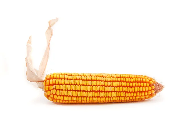 Corn ear — Stock Photo, Image