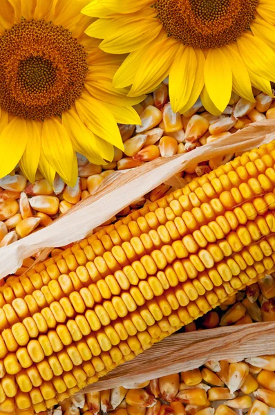 Kolby kukurydzy i słonecznika — Zdjęcie stockowe