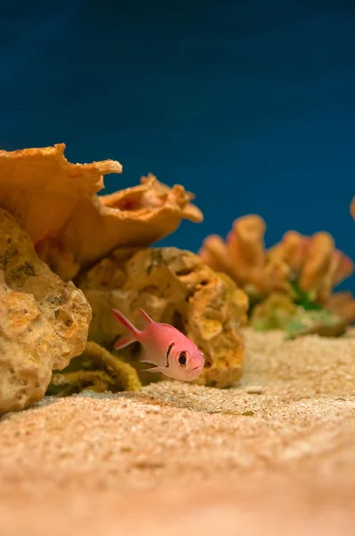 Розовые рыбы в аквариуме — стоковое фото