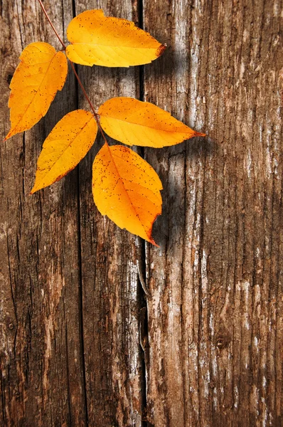Autumn scene — Stock Photo, Image