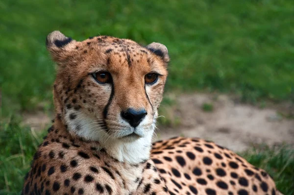 stock image Cheetah