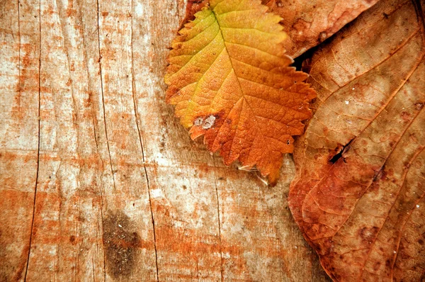 Autumn scene — Stock Photo, Image