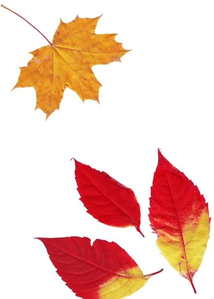 Stock image Autumn leaves