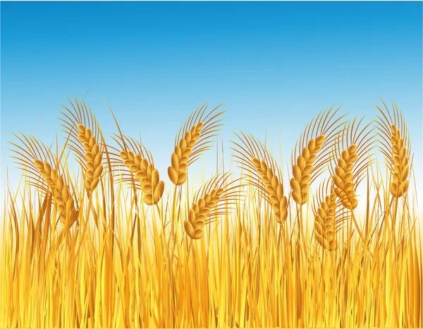 Champ de céréales — Image vectorielle