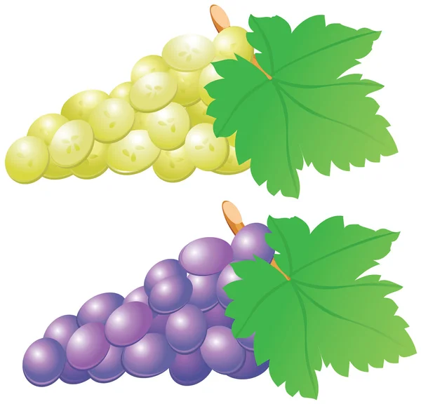 红色和白色葡萄上白色隔离 — 图库矢量图片