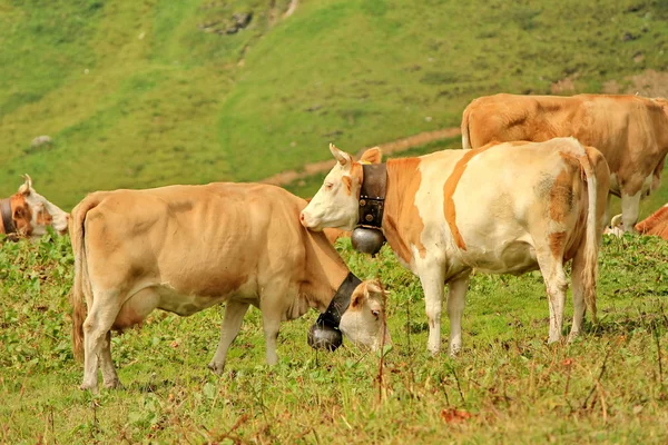 Vacas e sino — Fotografia de Stock