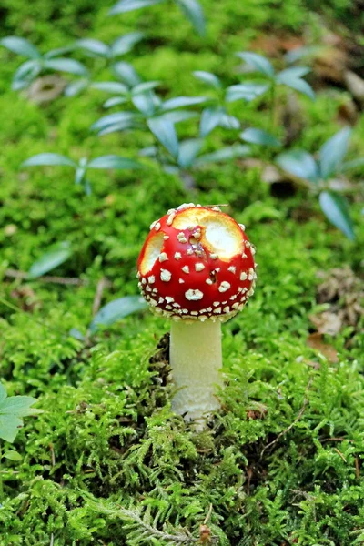 Toadstool в лесу — стоковое фото