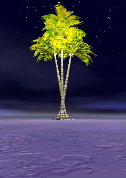 Palmtree — Stockfoto