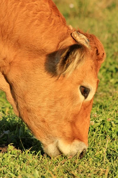 Mucca marrone — Foto Stock
