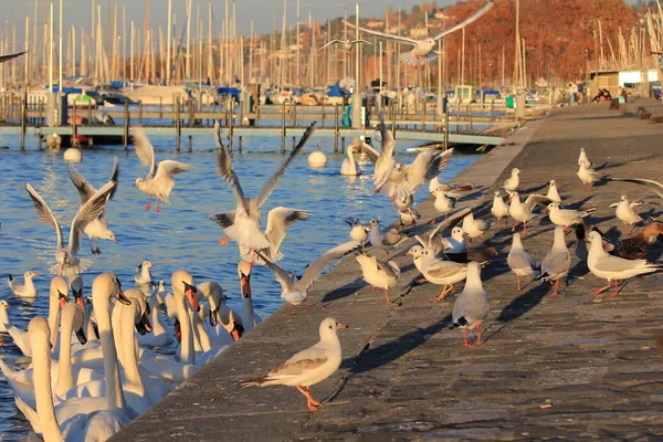 stock image Birds and lake