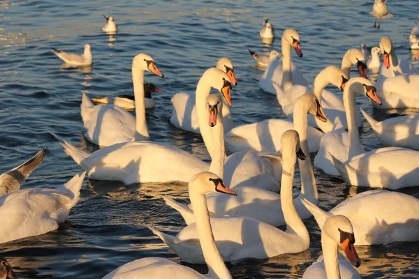 stock image Swans white