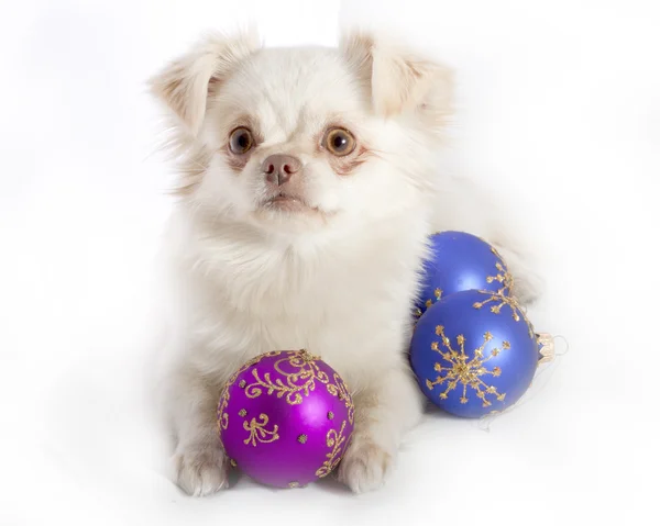Chihuahua sur fond blanc avec décoration de Noël. Avaler dof — Photo