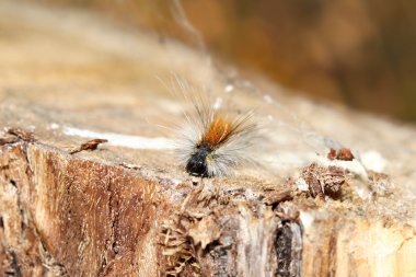 Caterpillar ağaç. sığ dof