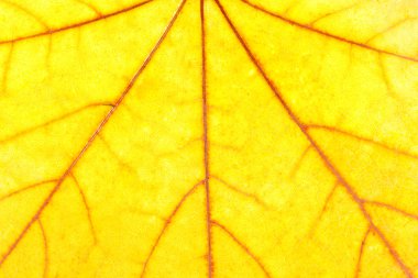 Yellow maple leaf background clipart