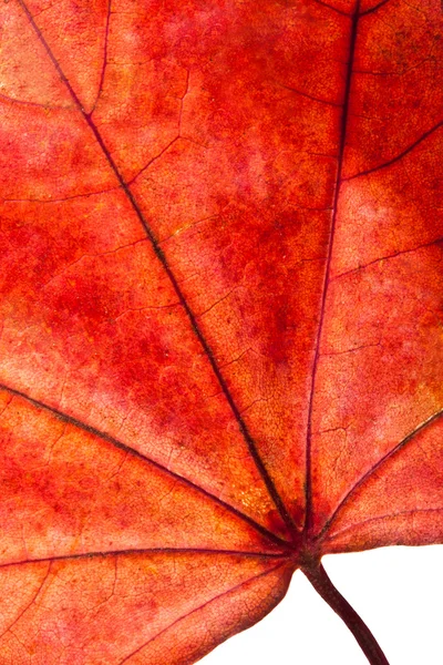 Rotes Ahornblatt — Stockfoto