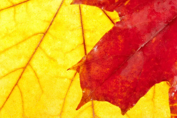 Осенние цвета — стоковое фото