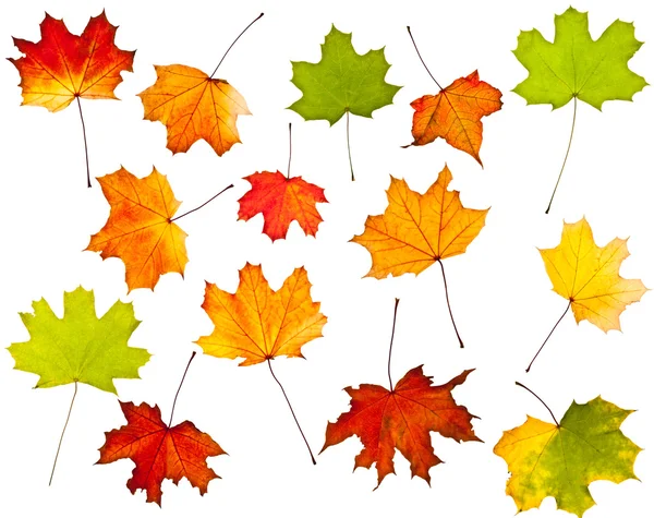 Коллекция цветных осенних листьев — стоковое фото