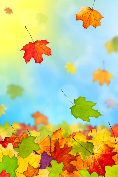 Falling colorful autumn leaves — Stock Photo, Image