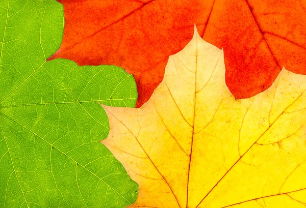 Drei bunte Blätter des Herbst-Ahorns — Stockfoto