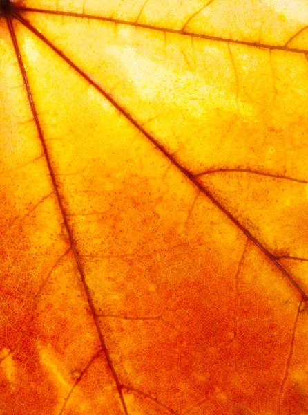 Červená žlutá javorový list — Stock fotografie