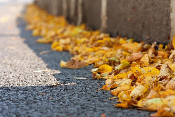 Sárga őszi levelek aszfalton — Stock Fotó