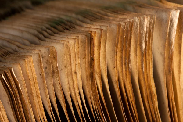 Pages of open ancient book — Stock Photo, Image