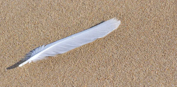 Weiße Feder auf dem Sand liegend — Stockfoto