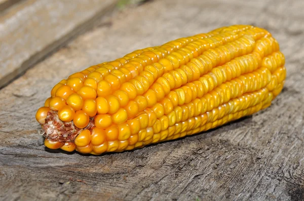 Yellow ear of corn on old board — Stock Photo, Image