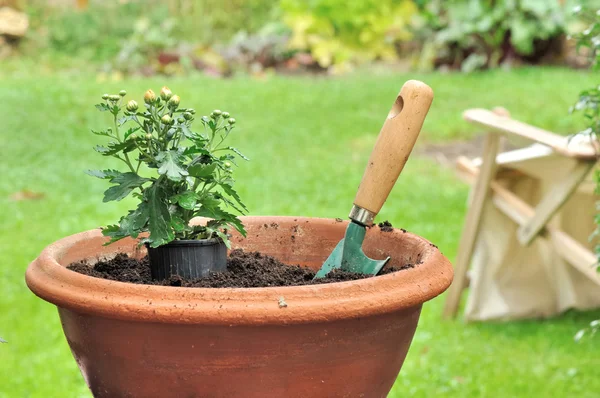 Rempotage une plantule dans un pot de marguerites — Photo