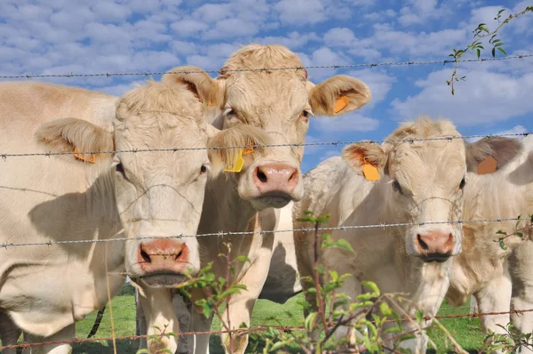 Krávy za ostnatým drátem — Stock fotografie
