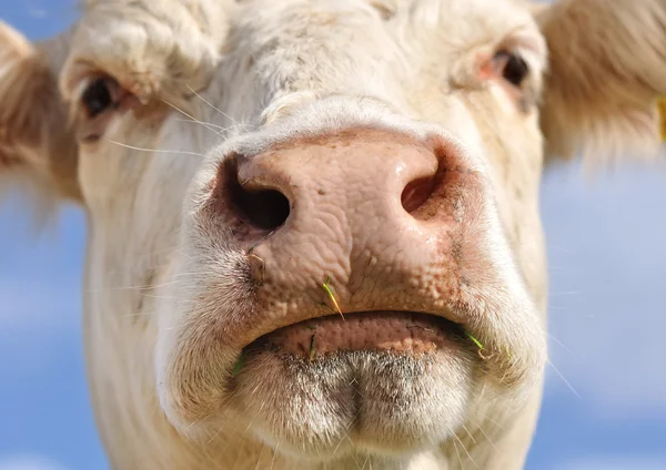 Vtipný portrét krávy — Stock fotografie