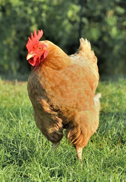 Beautiful red hen — Stock Photo, Image