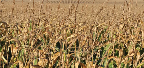 Pole kukurydzy suchej — Zdjęcie stockowe